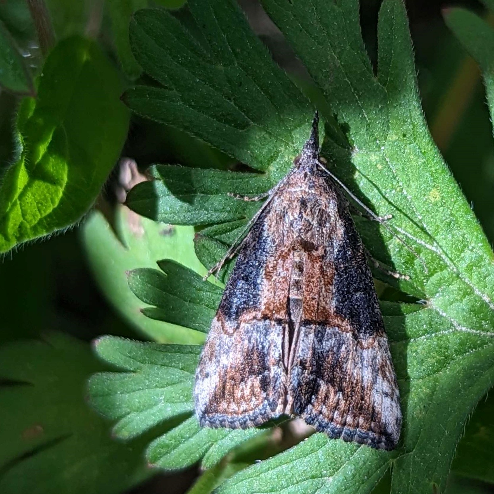 Picture of Hypena scabra